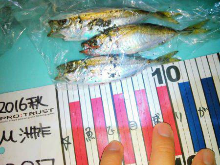 久しぶりのナイトゲーム